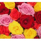 Букет из 53 разноцветных роз Я очень скучаю...